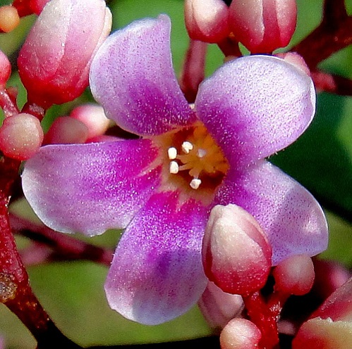 کارامبولا یا میوه ستاره ای